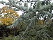 Promenad 2003-11-02 011.jpg